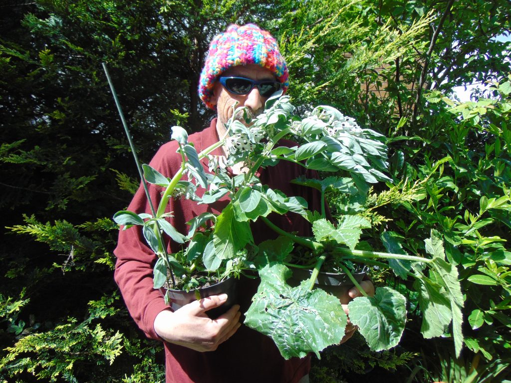 Bryan wears his usual colourful wooly hat. He smiles and holds an armful of young broad bean plants.