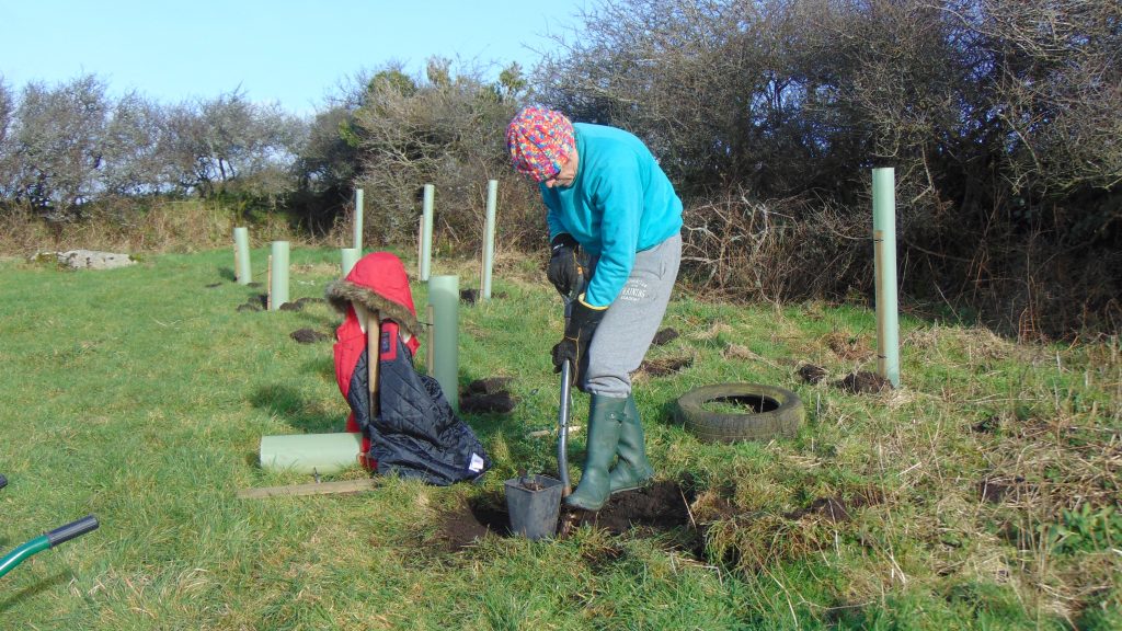 Bryan uses spade to dig through turf and create a 30cm wide hole. Holly sapling in pot is in view