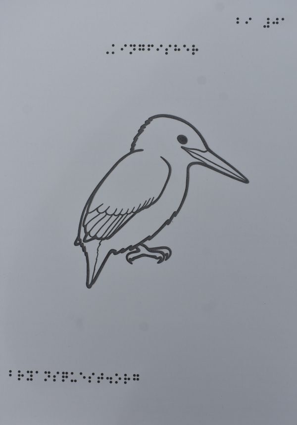 A raised line drawing of a kingfisher with a braille title. Also available with a print or large print title.